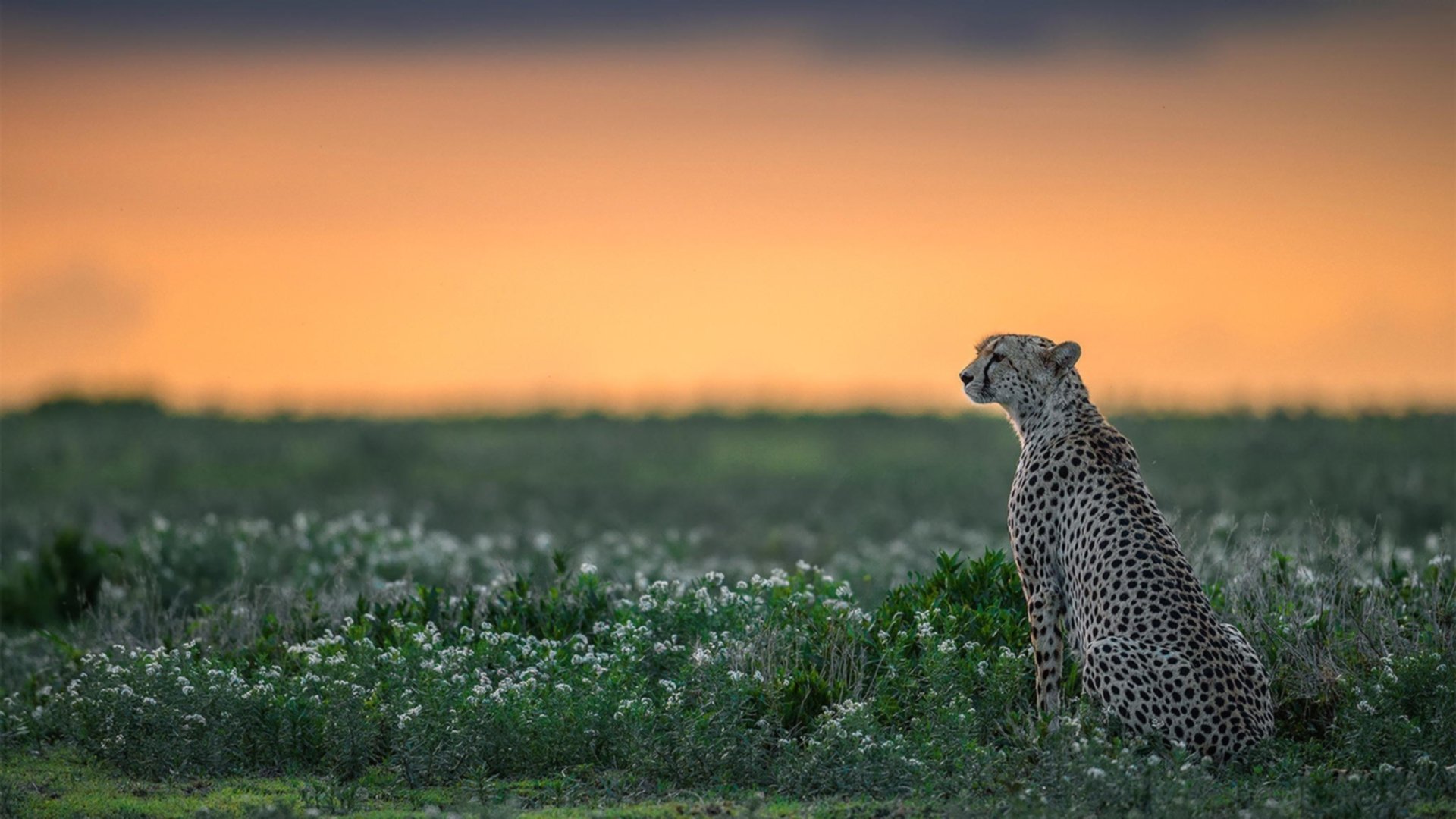 黑豹与文艺复兴的碰撞,加克波如何用非洲脉搏改写欧洲足坛叙事