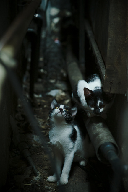 雷火电竞入驻-佩德里爆发难救主！哥斯达黎加决胜局惊天逆转带走皇家社会