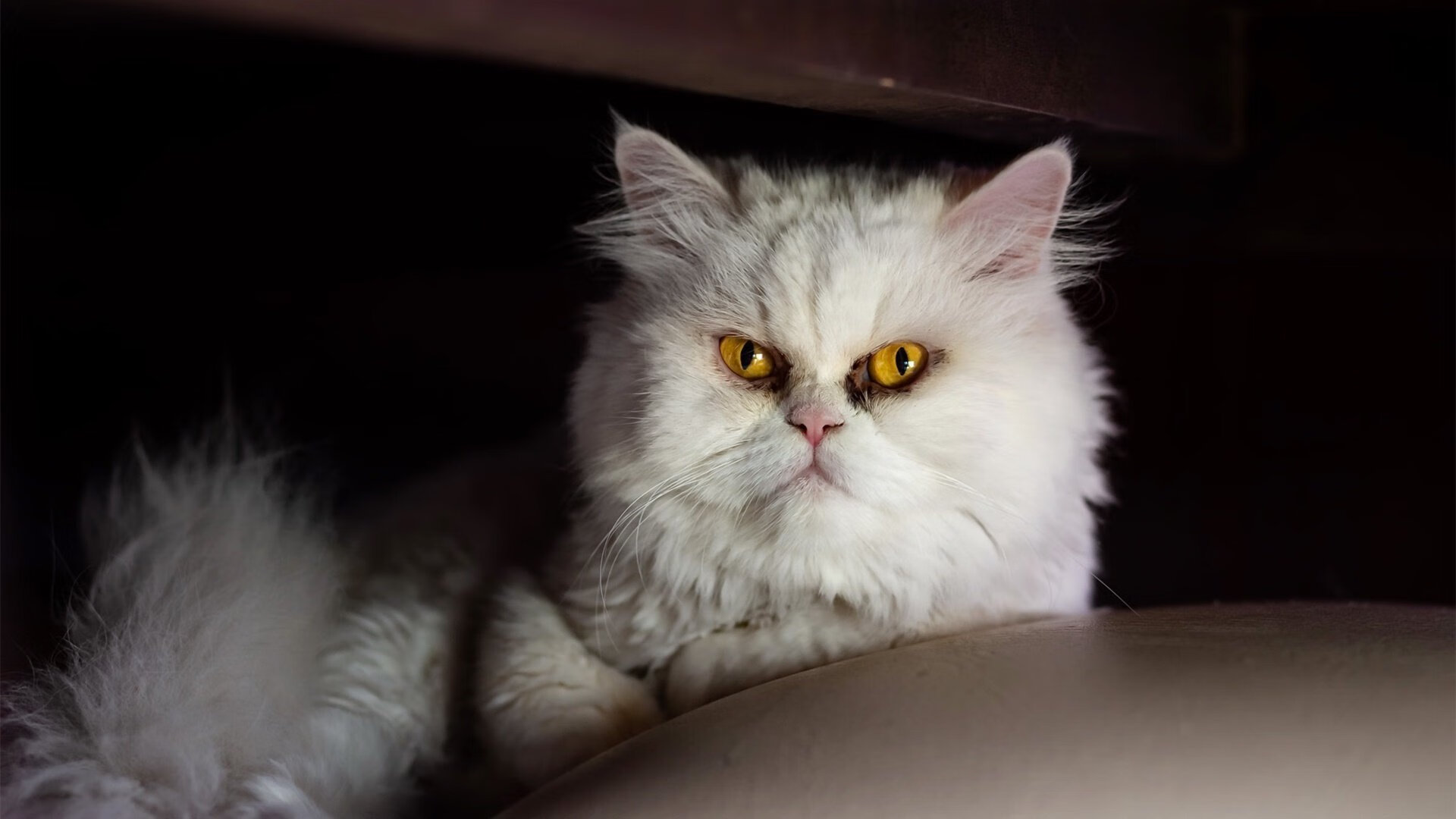 孤星逆流，当爱德华兹的火焰照亮独行侠的荆棘路