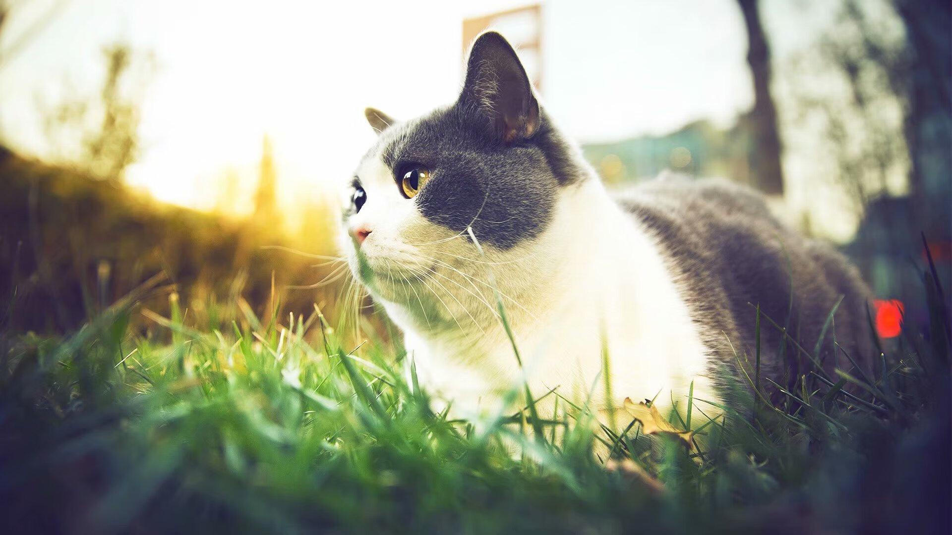 三分雨撕裂布鲁克林!新疆男篮越界引爆NBA舆论地震