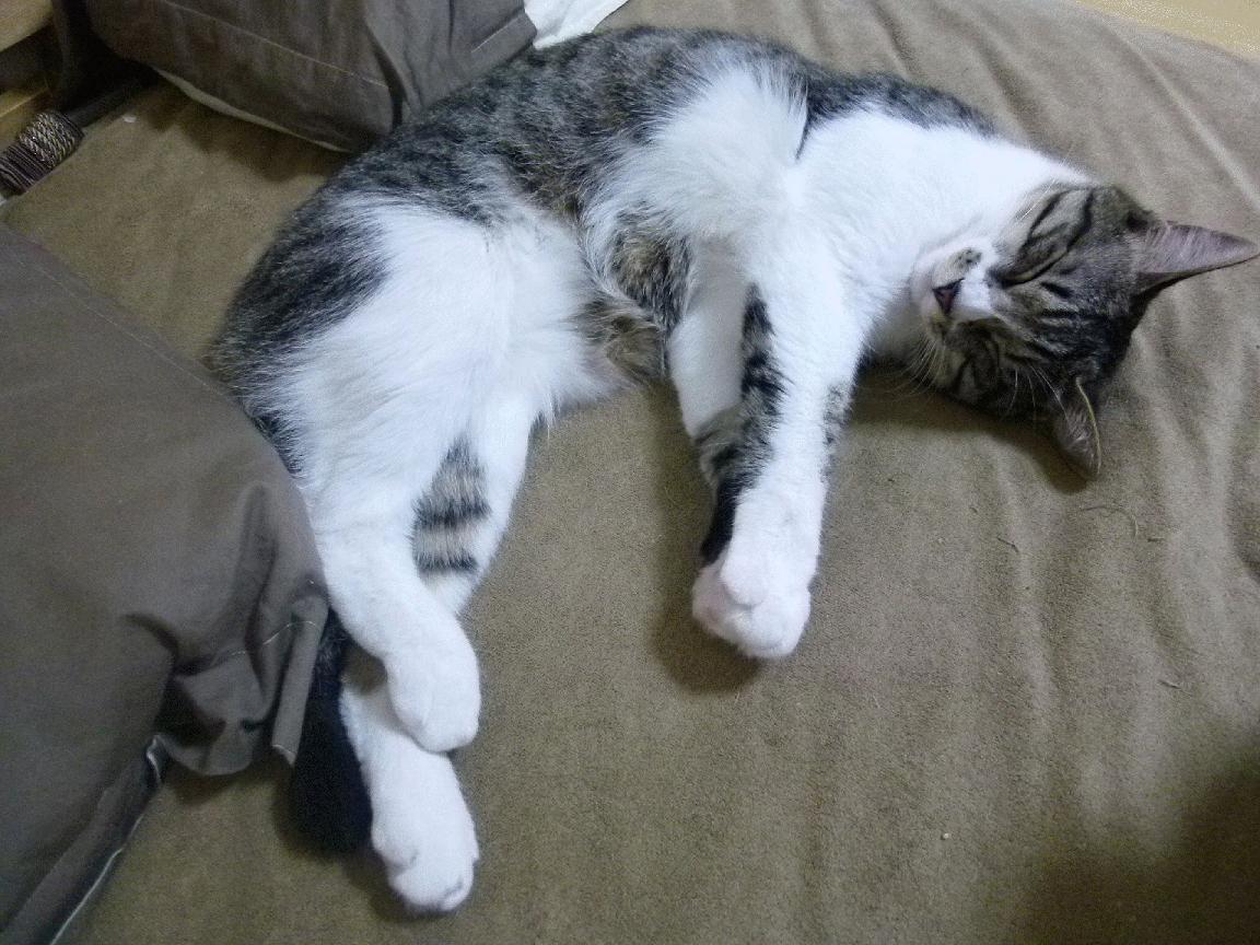 双城记，克莱神射定乾坤，辽宁铁阵锁奇才