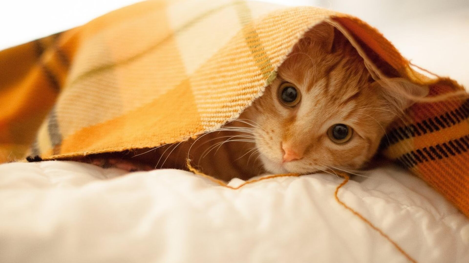 恩比德缺阵,詹姆斯末节11分封印悬念!76人客场锁喉辽宁,卫冕冠军防线遭战术反噬