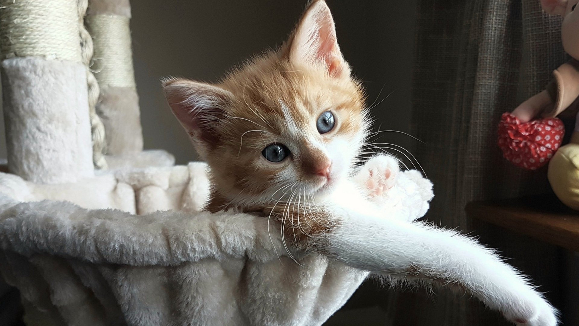 跨越疆界的救赎，当芬兰遇见雷恩，范戴克如何完成一场灵魂之战